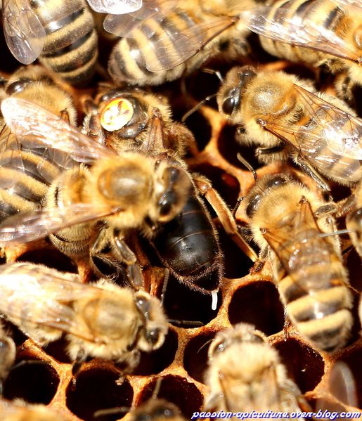 Reine des abeilles en ponte (64)