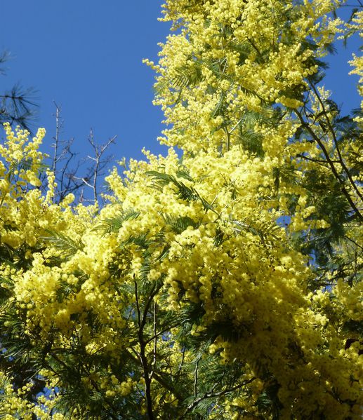 Mimosa-a-Arcachon.jpg