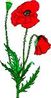 coquelicot