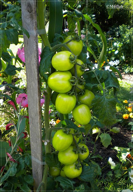 19 octobre 2011 Le jardin insolite photo 5