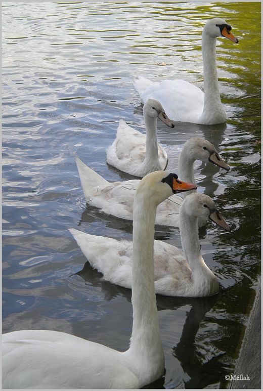 4 septembre 2011 Famille cygnes lac des Minimes 1