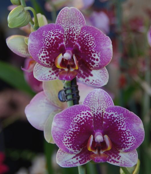 Orchidees-11.jpg