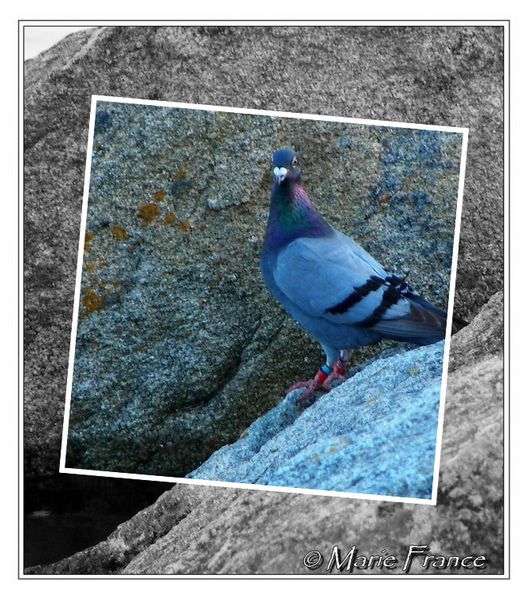 pigeon0002