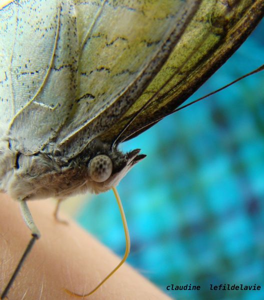 concours papillon