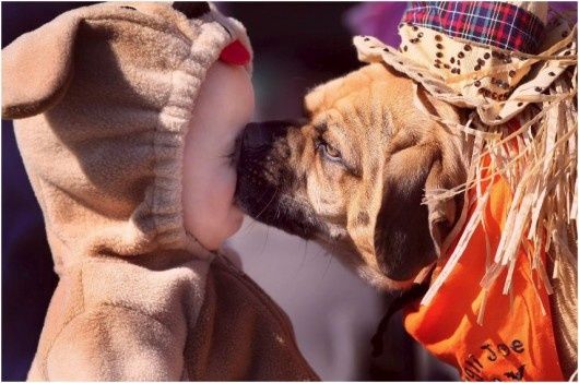 chien-530x351.jpg