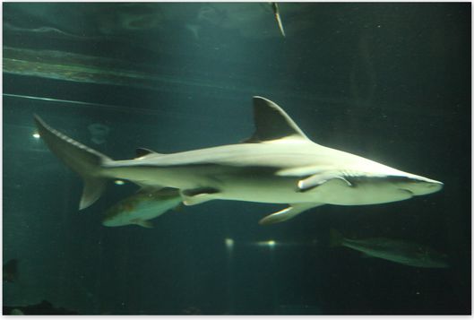 shark encounter2