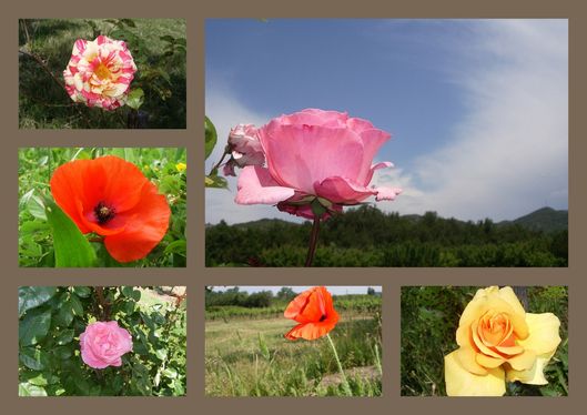 ROSES.jpg