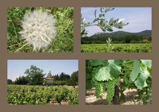 VIGNES-ET-OLIVIERS.jpg