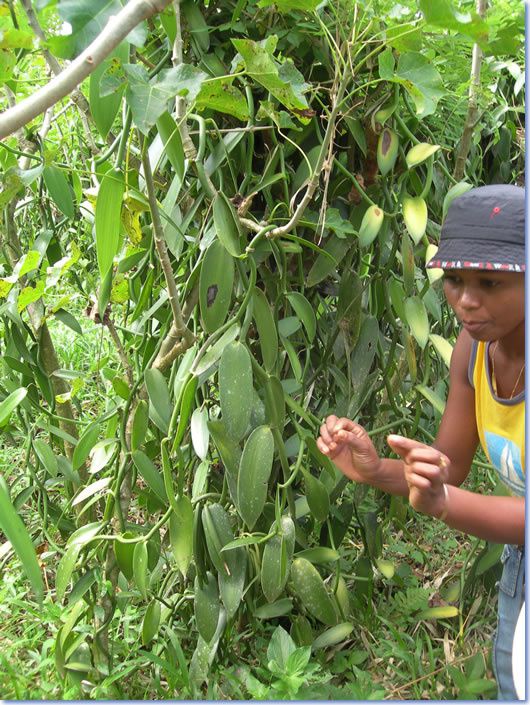 Vanille De Madagascar