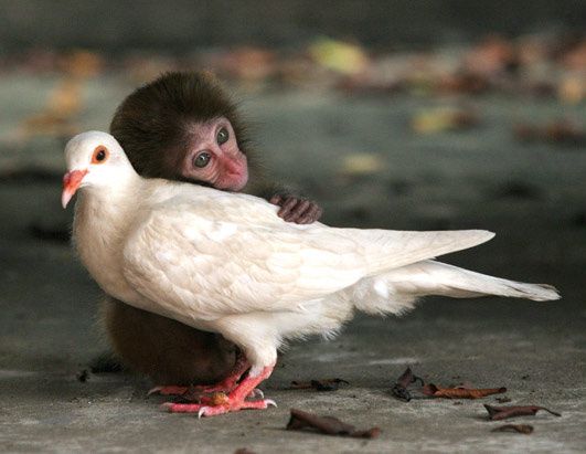 la-belle-et-la-bete.jpg