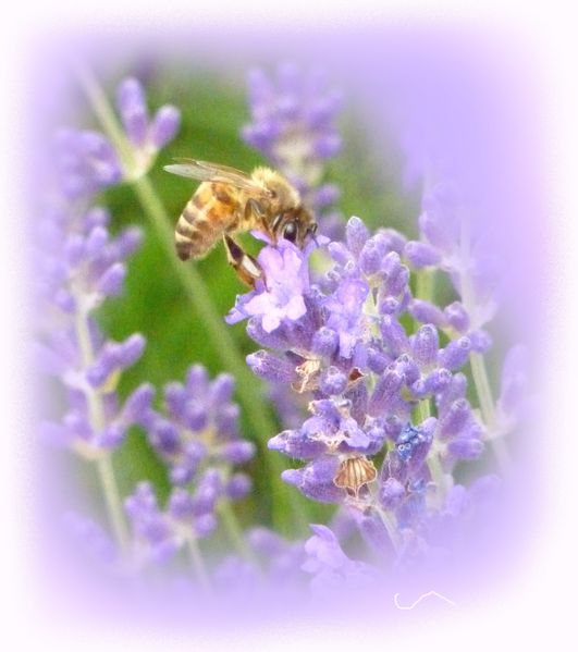 abeille-sur-lavande.jpg