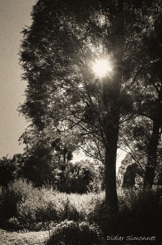 MARAIS DE SAINT-GOND ( Didier Simonnet ) 01