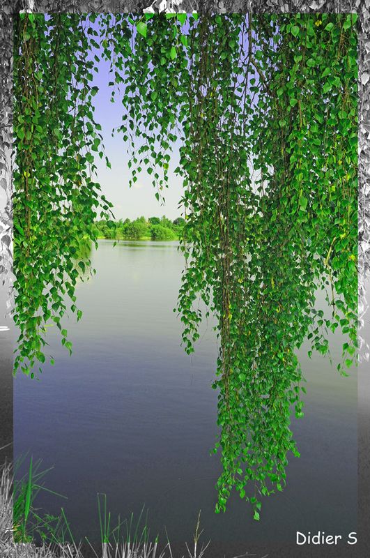 MARAIS DE SAINT-GOND ( Didier Simonnet ) 05