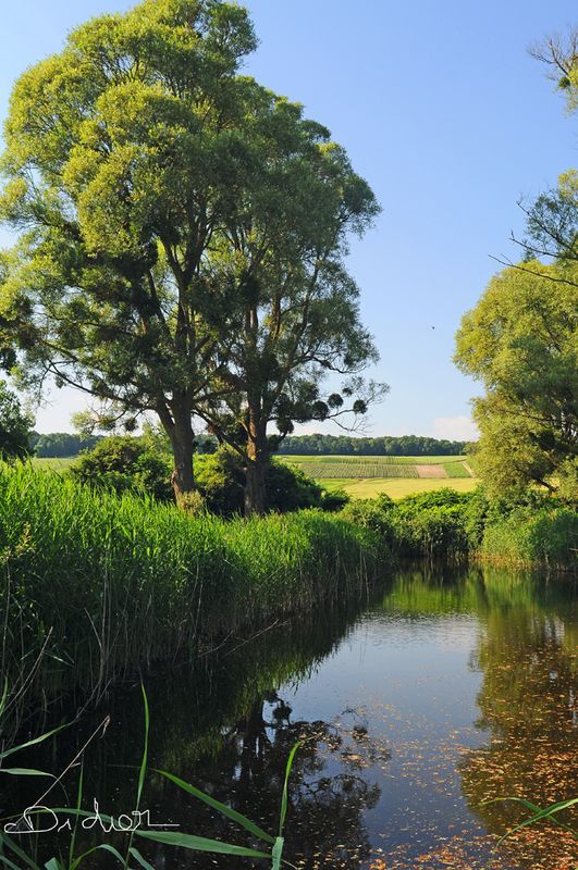 MARAIS DE SAINT-GOND ( Didier Simonnet ) 08
