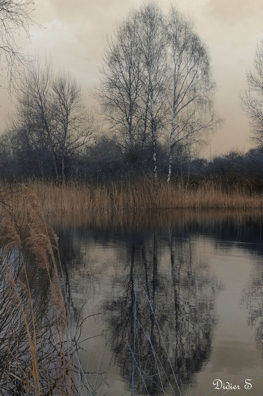 Marais de St Gond à REUVES----