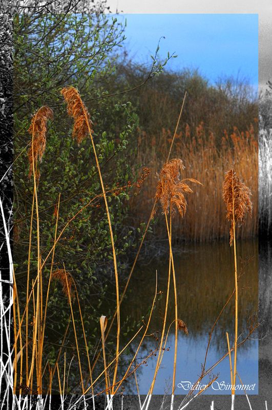 Marais-de-Saint-Gond-a-Reuves.jpg