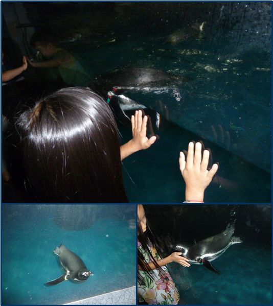 07-shg-aquarium-pingouins