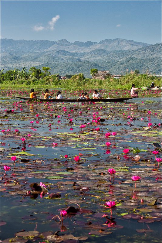 Water-lilies-2.jpg