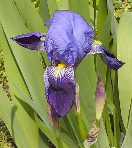 Iris (3)