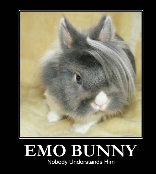 emo_bunny.jpg
