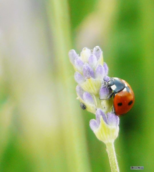 2011-05 coccinnelle (4)