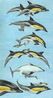 naissance dauphin