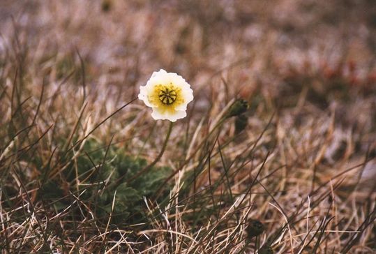Un-minuscule-pavot---Copie-compressee-jpg