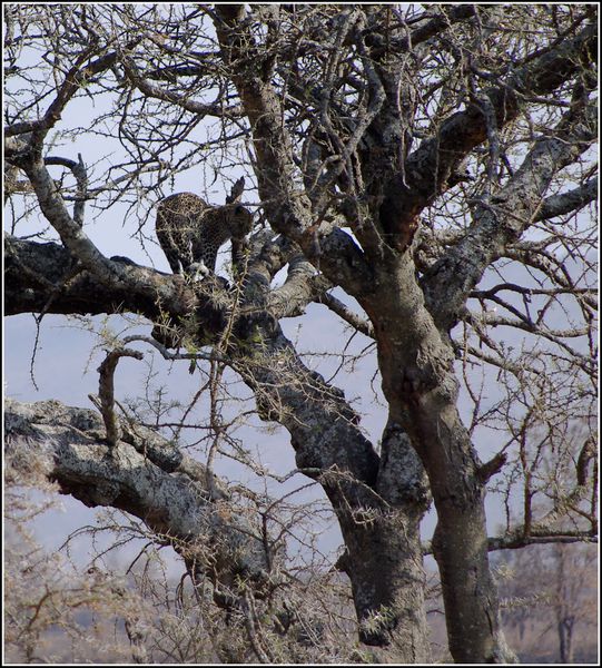 leopard dans le serengeti