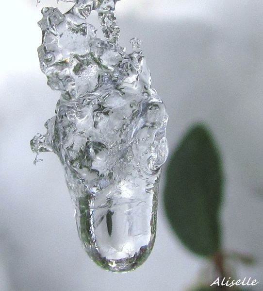 Goutte glacée 2010 #8