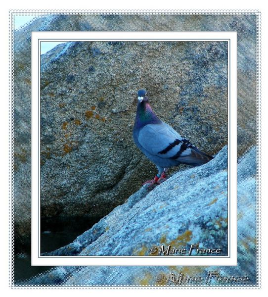 pigeon0001
