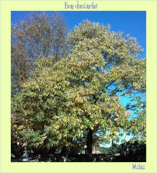 Bon dimanche 18 11 2012