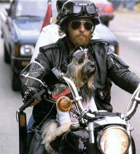biker dog 010_11_bikers_pets_dog_www.freebiker.net.jpg