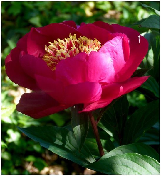 pivoinerose-vif1.jpg
