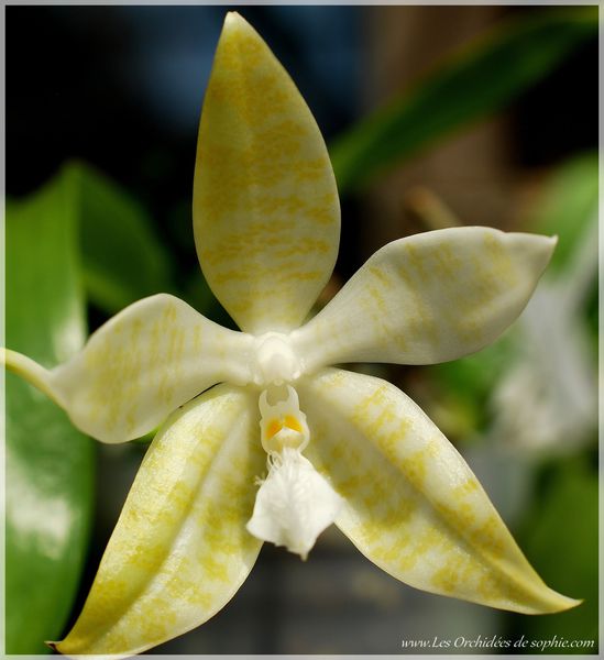 Phalaenopsis hieroglyphica var. alba