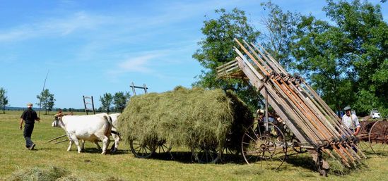 St-Benig.Foin1lo-copie-2.jpg