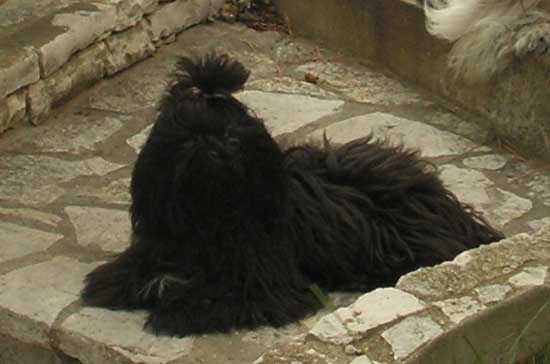 Mon shih tzu 7 mois ~ - Mes Shih Tzu Mon shih tzu 7 mois ~ - Mes Shih Tzu