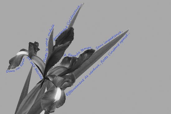 Iris