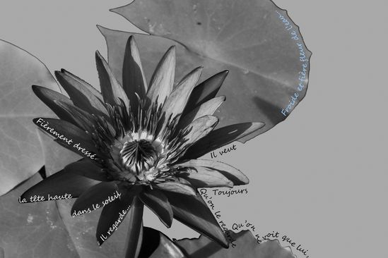 lotus