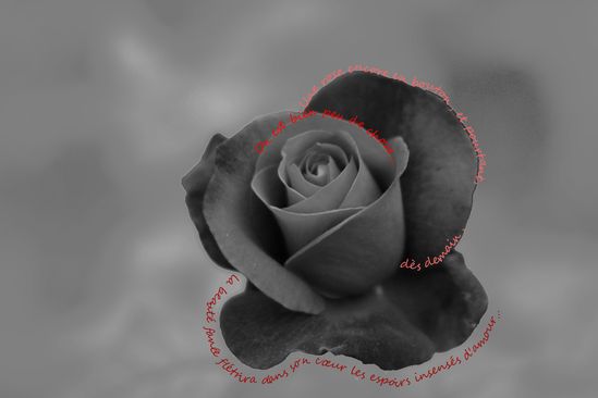 rose