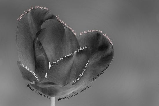 tulipe-noire