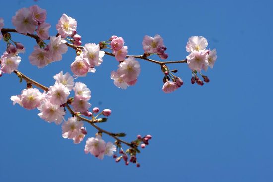 Printemps