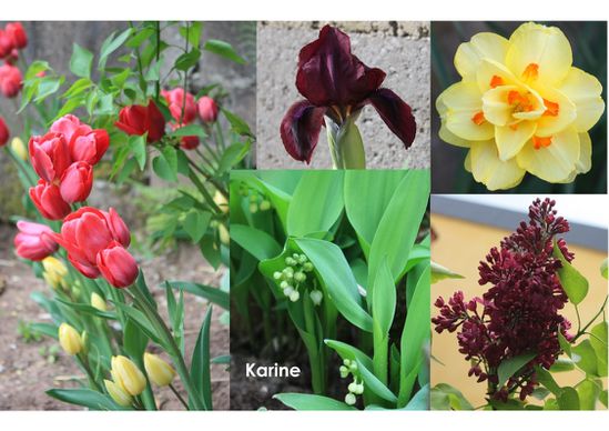 Fleurs Printanières Karine (2)-1