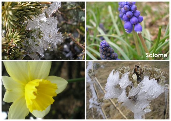 fleurs printemps1