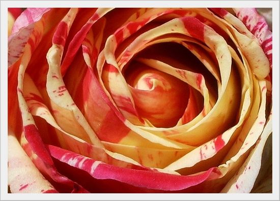 ROSE BIGARREE