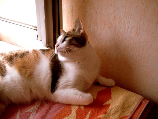 minette1