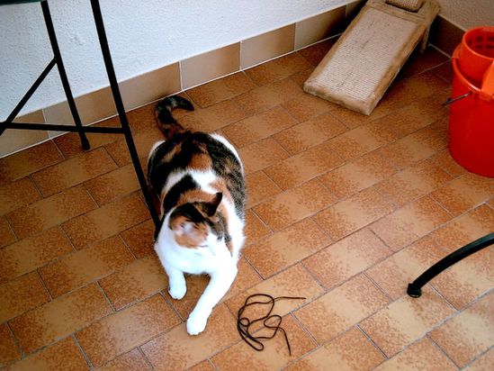 minette2.jpg