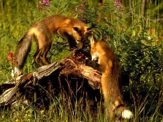 animal renards-08