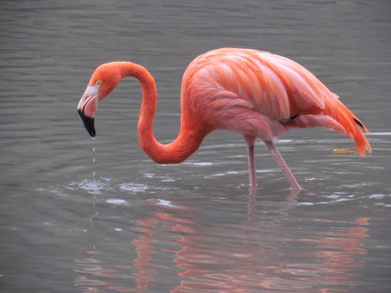 flamant-rose.JPG