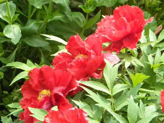 DSCN1633