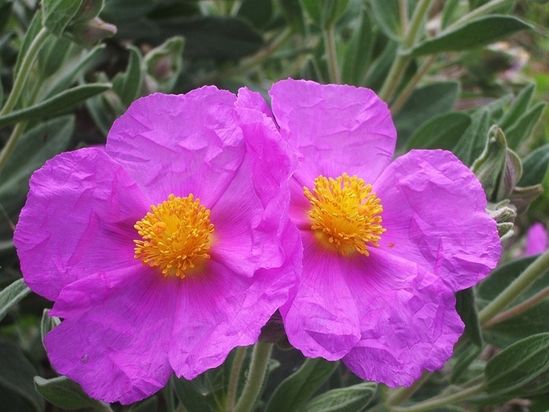 CISTE COTONNEUX ROSE